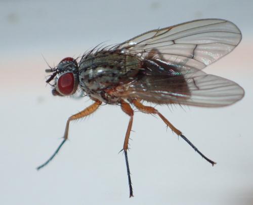 Helina sp.